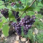 Et Vignoble Le Nogal - Pays De Chimay *