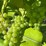 Et Vignoble Le Nogal - Pays De Chimay Momignies