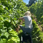 Et Vignoble Le Nogal - Pays De Chimay בית נופש