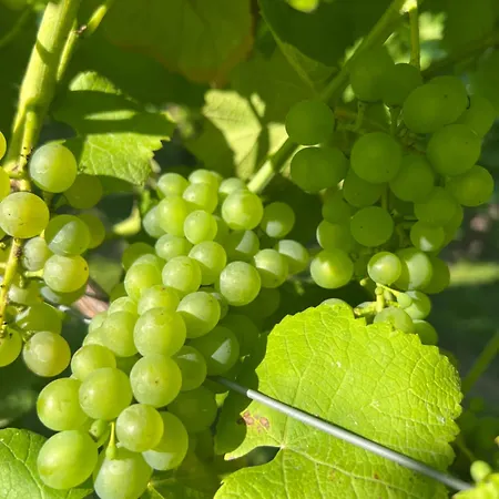 Et Vignoble Le Nogal - Pays De Chimay Momignies