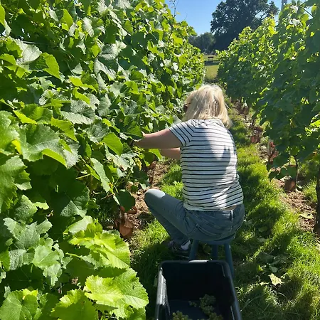 Et Vignoble Le Nogal - Pays De Chimay Nyaraló